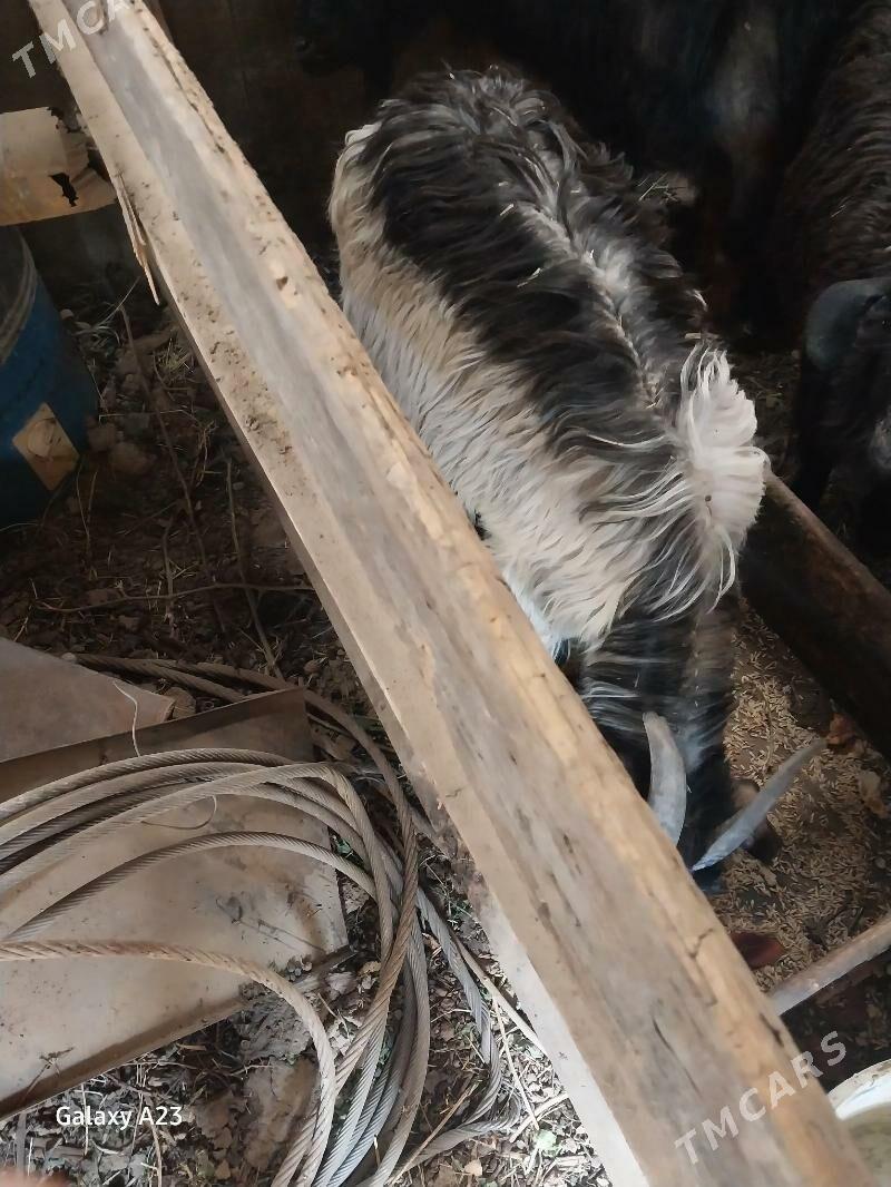 biçilen erkeç - Кëши - img 2