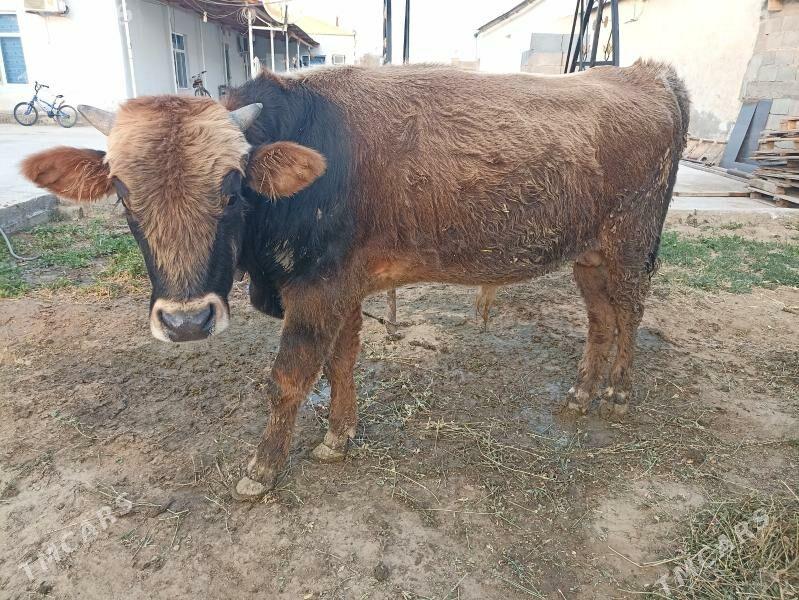 çorny piyostyr öküz iki sany - Ашхабад - img 6