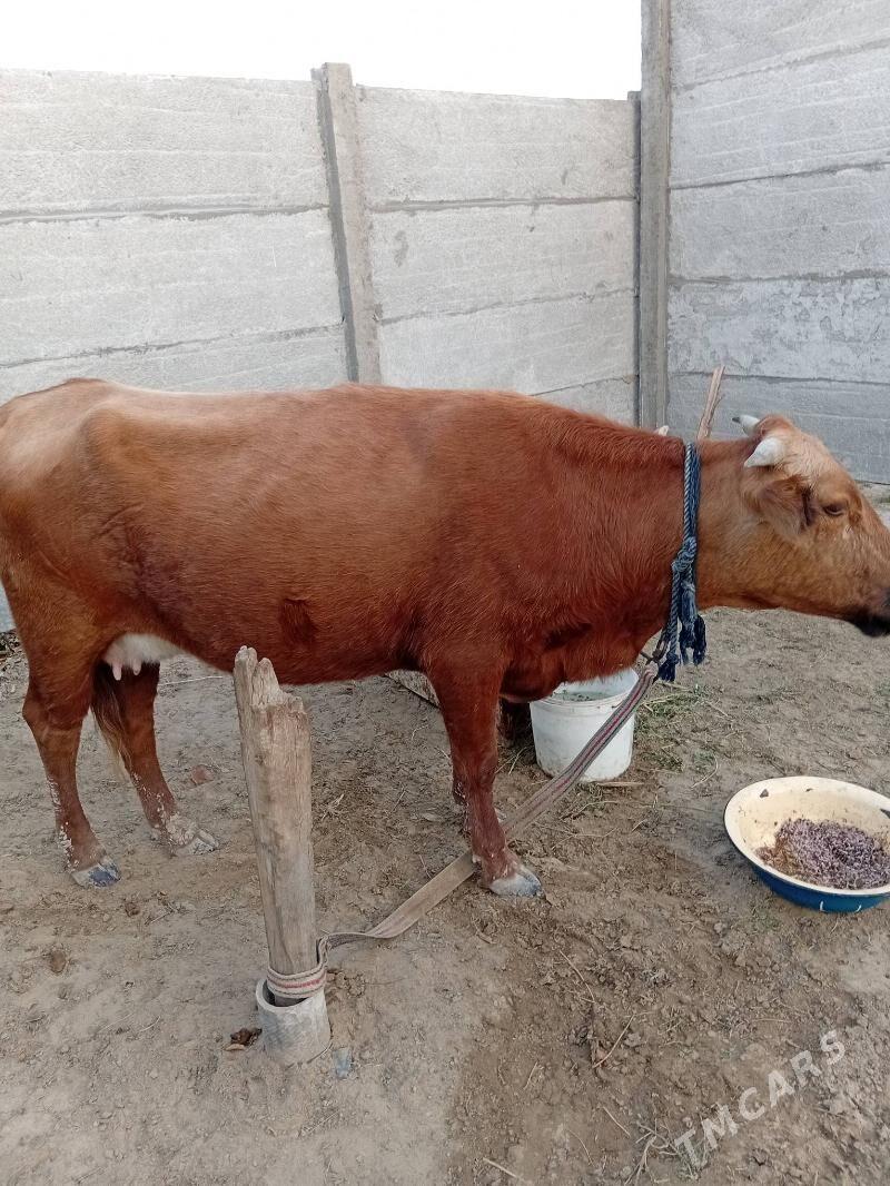 goleli sygyr - Сакарчага - img 3