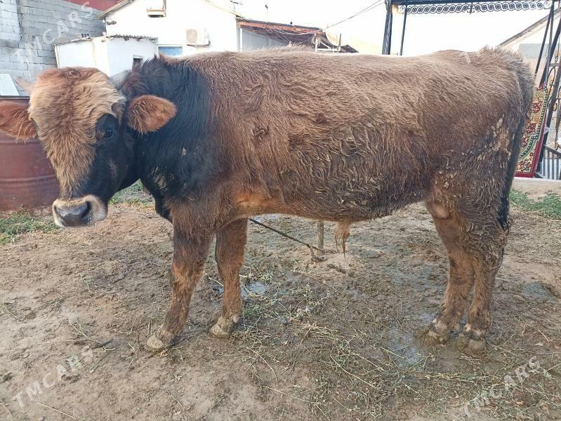 çorny piyostyr öküz iki sany - Ашхабад - img 2