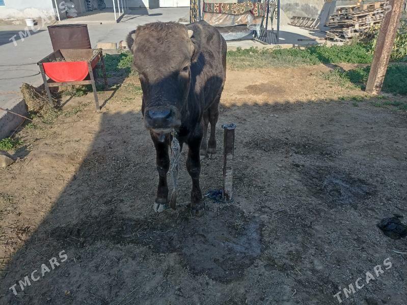 çorny piyostyr öküz iki sany - Ашхабад - img 4