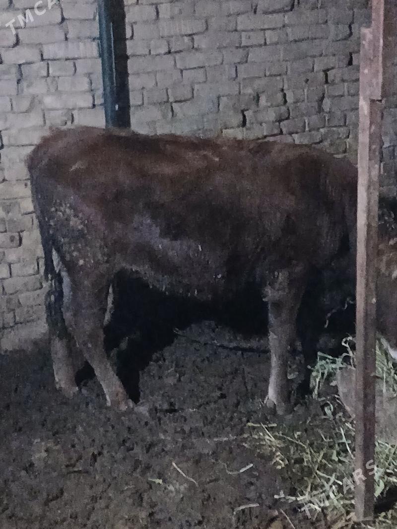 tuwe - Багир - img 3