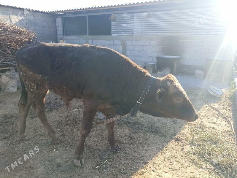 çorny piyostyr öküz iki sany - Ашхабад - img 3