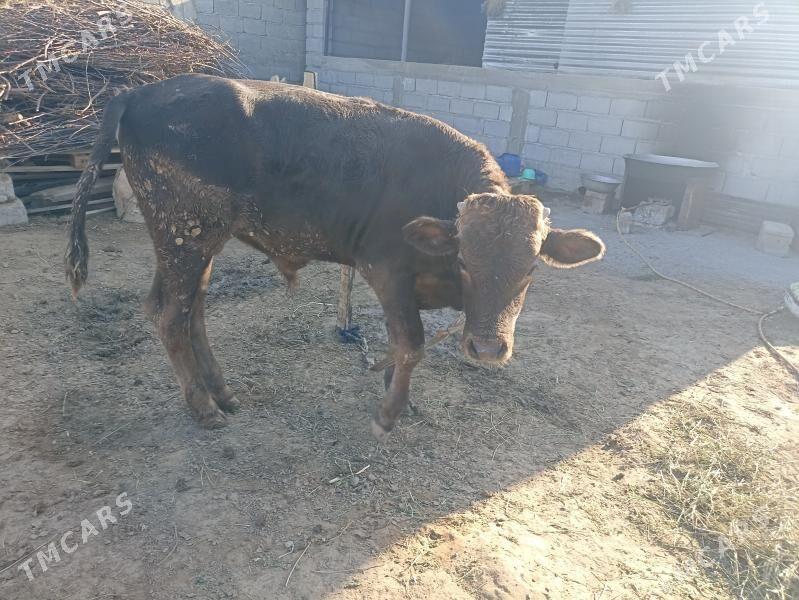 çorny piyostyr öküz iki sany - Ашхабад - img 5