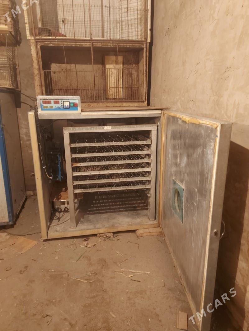 INKUBATOR - Türkmenabat - img 2