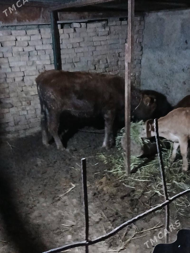 tuwe - Багир - img 2