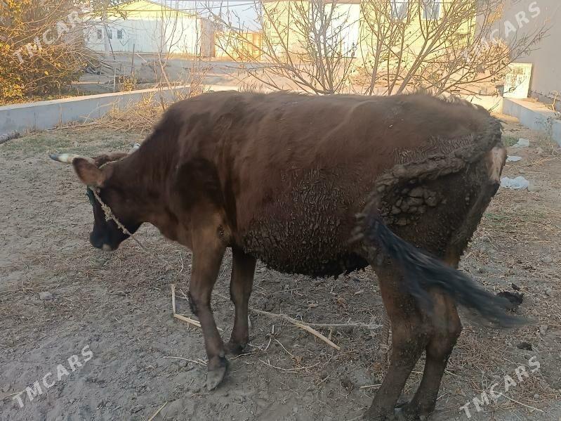 sygyr - Чарджоу - img 2