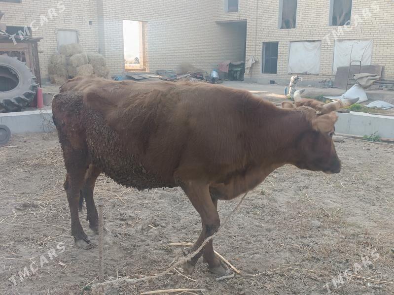 sygyr - Чарджоу - img 3