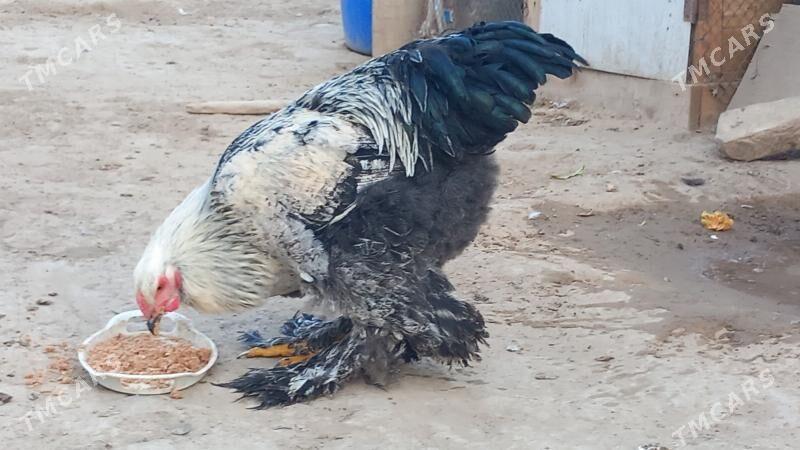 balgar brama horaz - Hitrowka - img 1