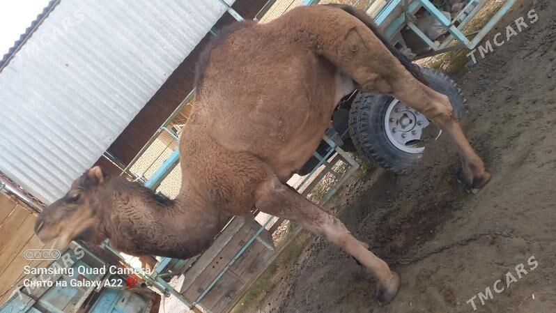 Arwana Dūÿe - Мары - img 5