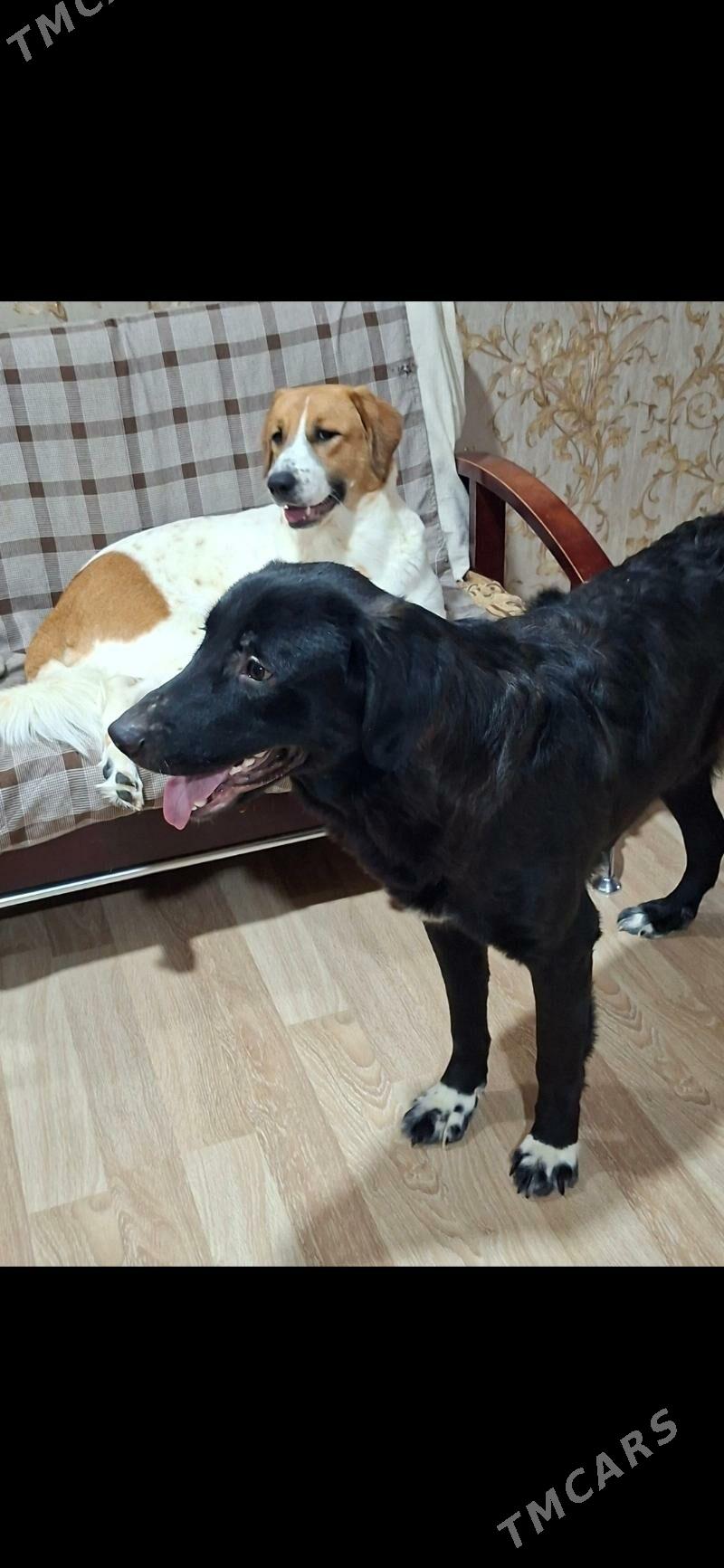 домашние животные (собачки) - Daşoguz - img 1