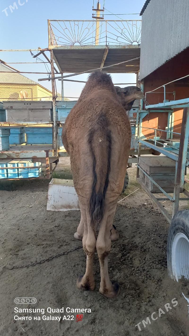 Arwana Dūÿe - Мары - img 4