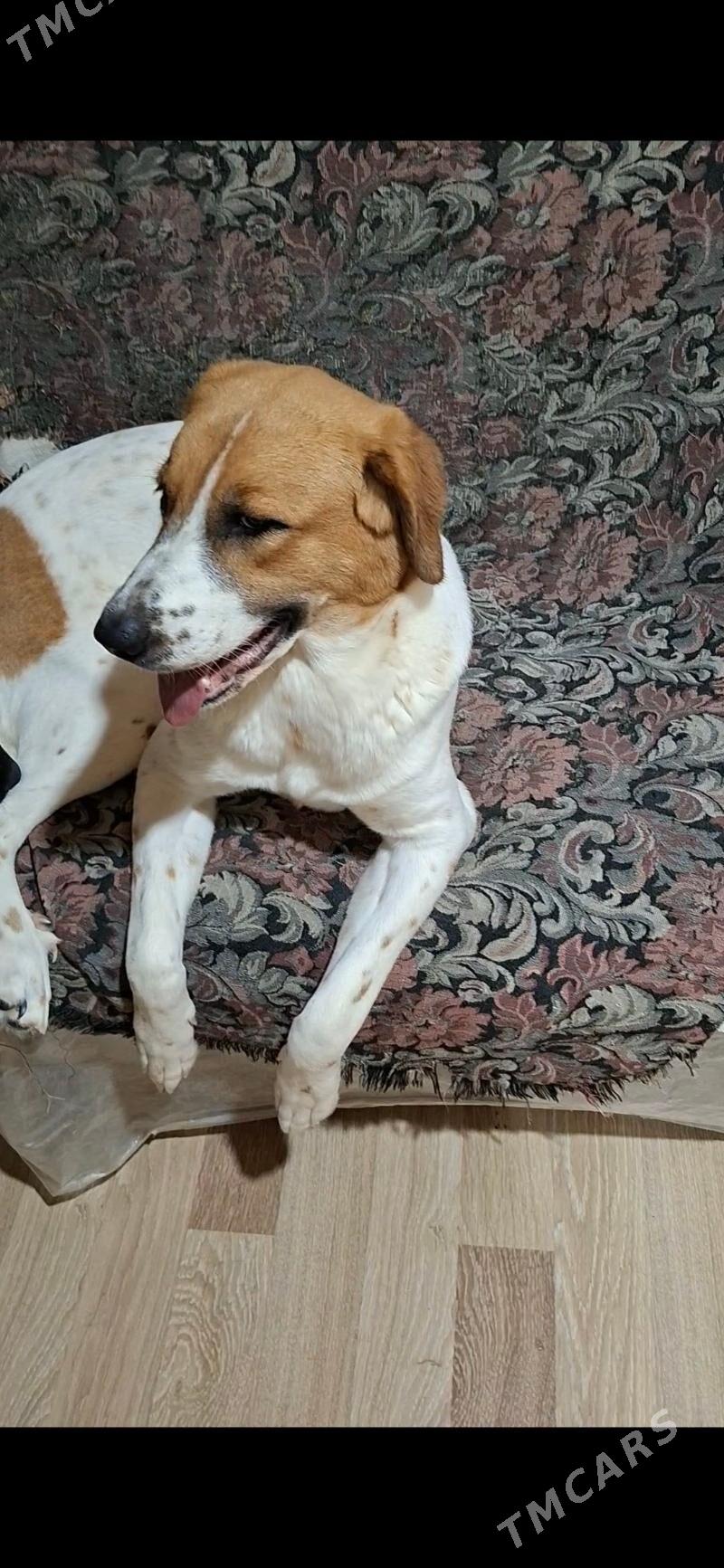 домашние животные (собачки) - Daşoguz - img 3