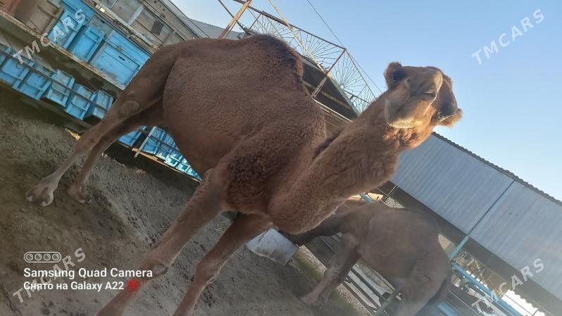 Arwana Dūÿe - Мары - img 1