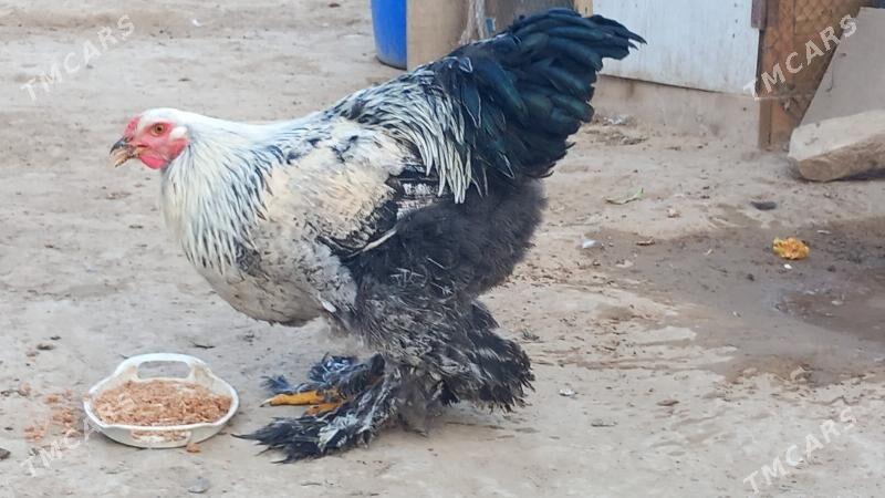 balgar brama horaz - Hitrowka - img 2