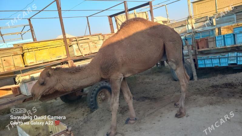 Arwana Dūÿe - Мары - img 2