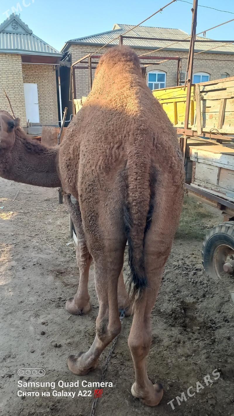 Arwana Dūÿe - Мары - img 3