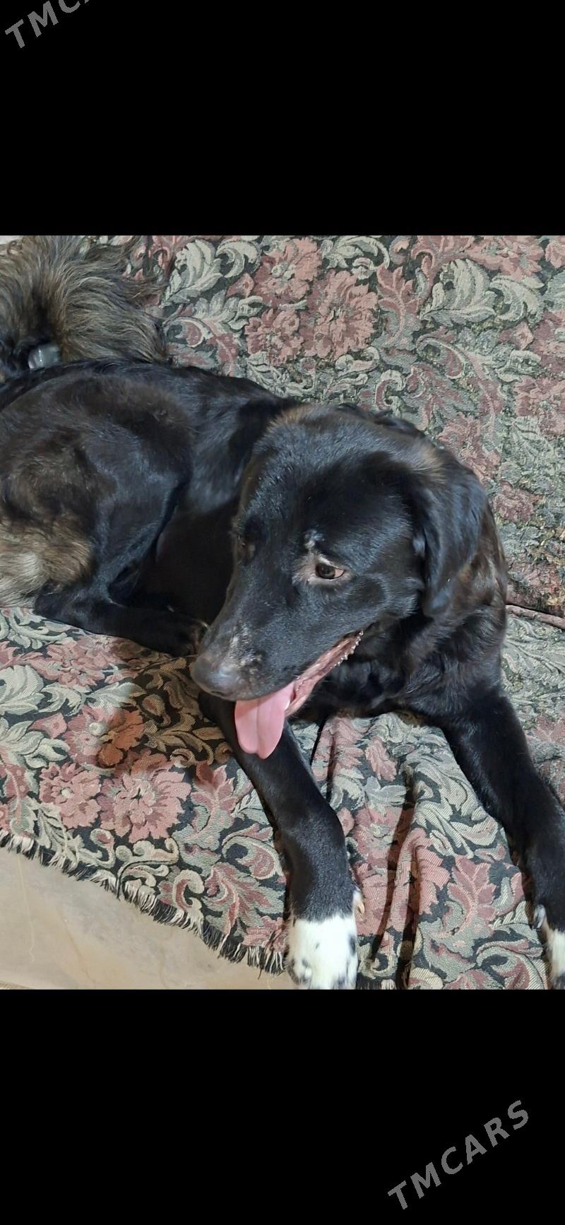 домашние животные (собачки) - Daşoguz - img 2