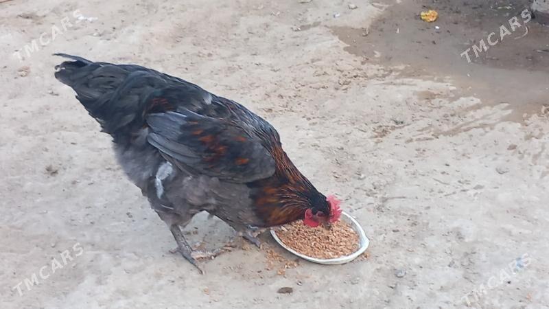 gigant horaz - Hitrowka - img 1