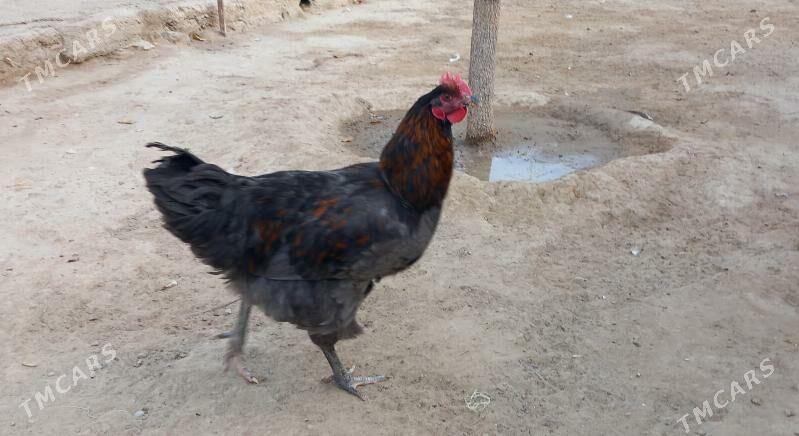 gigant horaz - Hitrowka - img 3