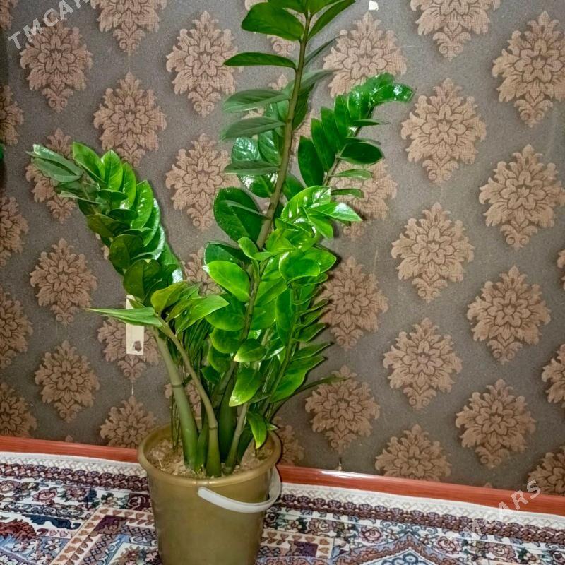 dollar gul - Гаудан "Б" - img 2