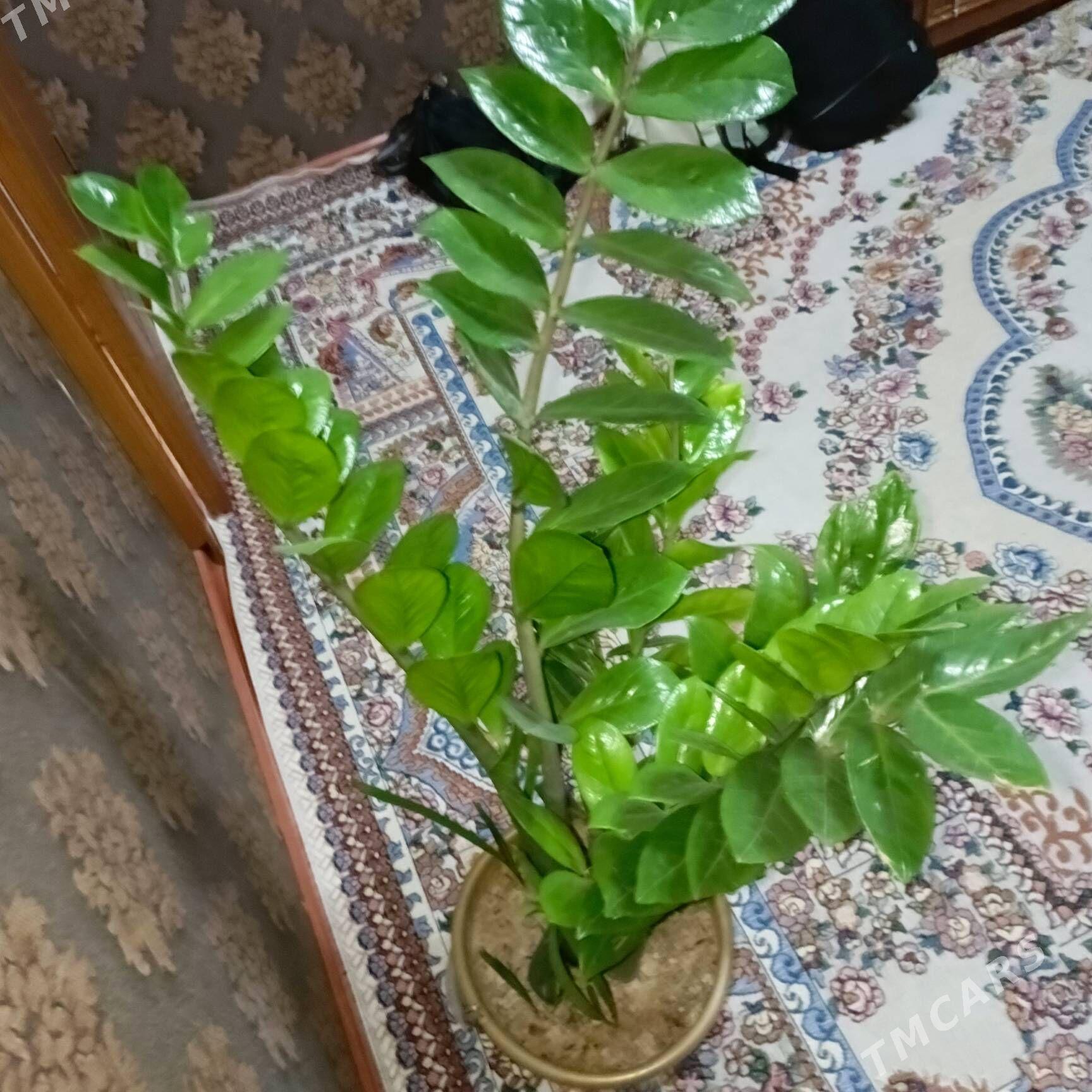 dollar gul - Гаудан "Б" - img 4