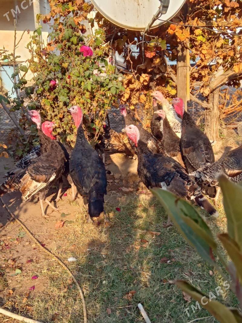 lnduk - Mary - img 3