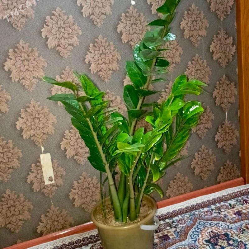 dollar gul - Гаудан "Б" - img 3