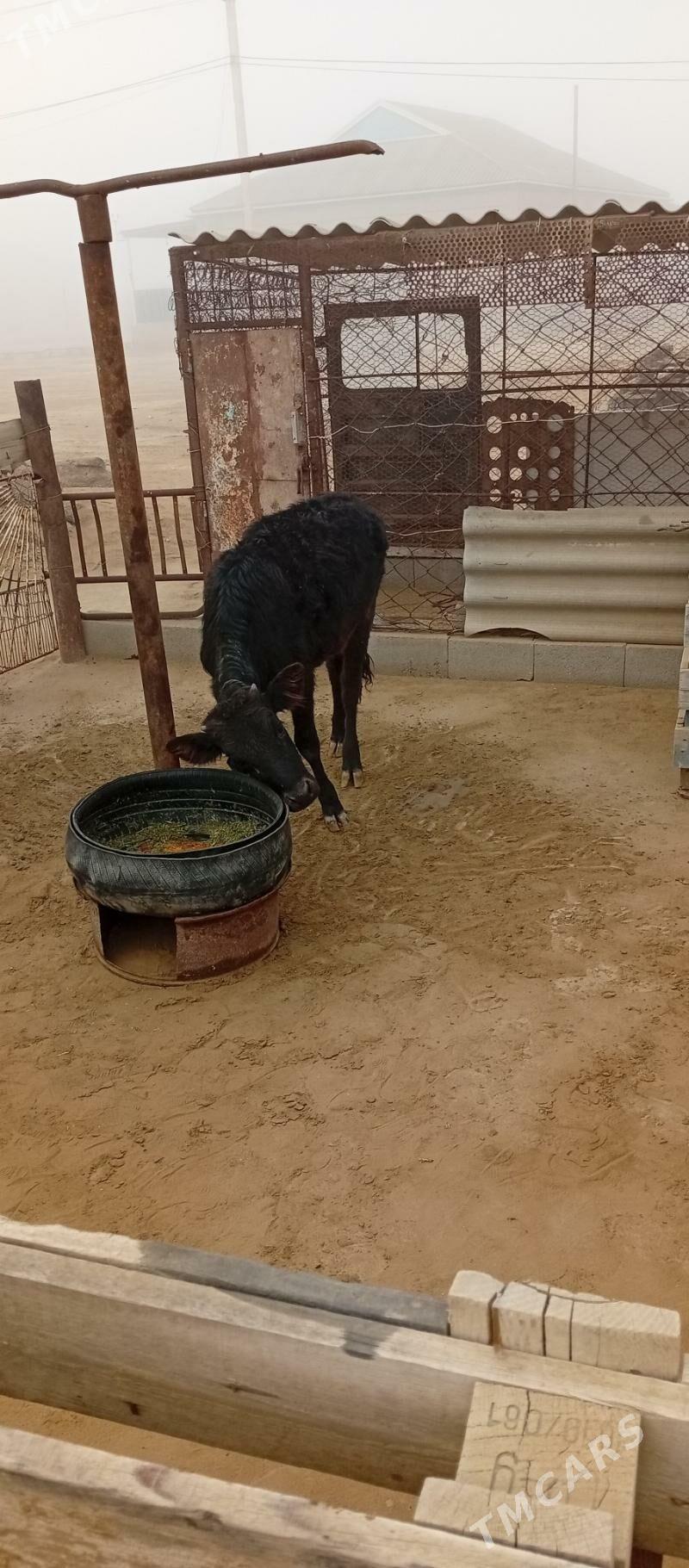 Öküzçe gaçar - Эсенгулы - img 2