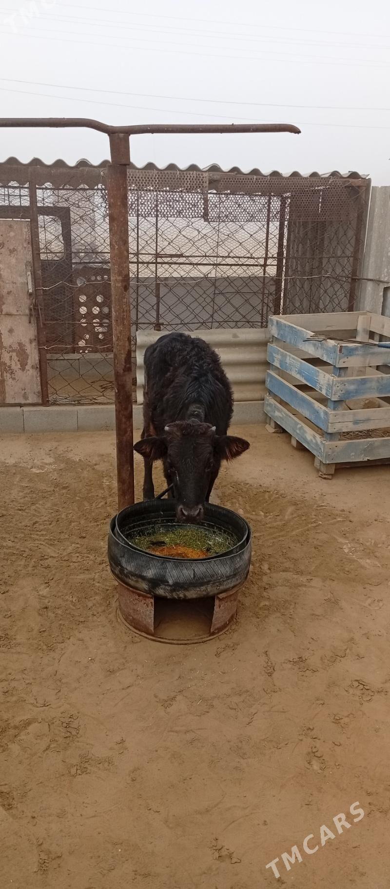 Öküzçe gaçar - Эсенгулы - img 3