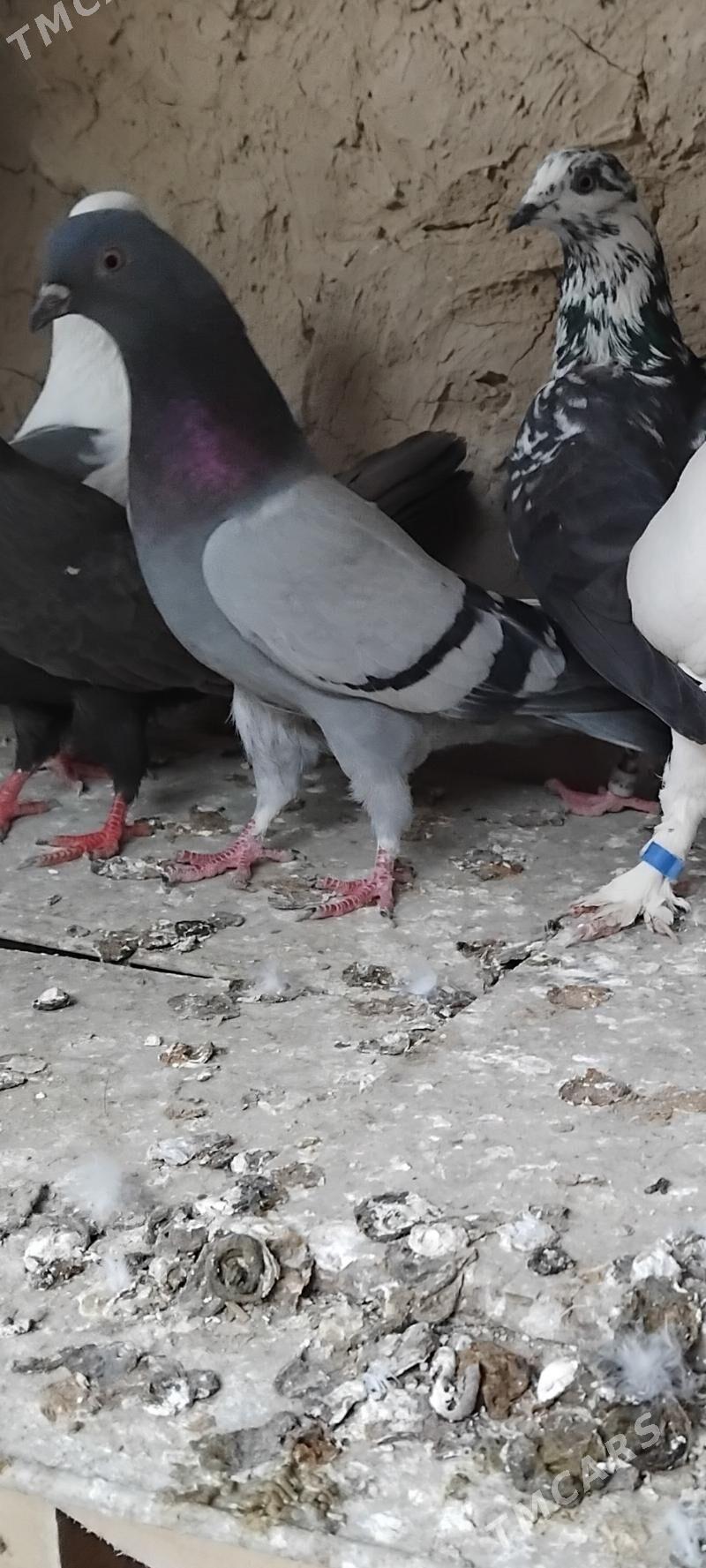 kepderi - Мары - img 2