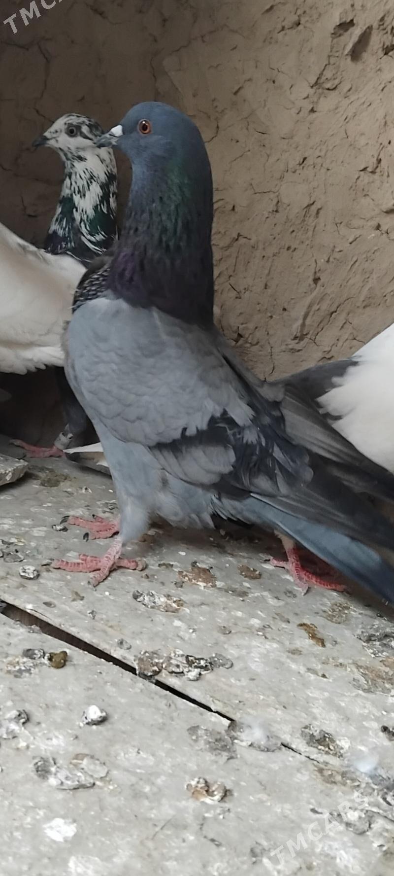 kepderi - Мары - img 3