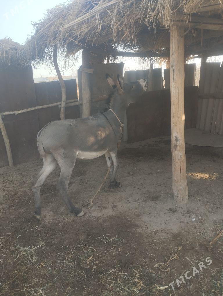 erkek eshek - Farap - img 1