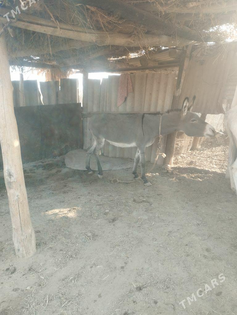 erkek eshek - Farap - img 2