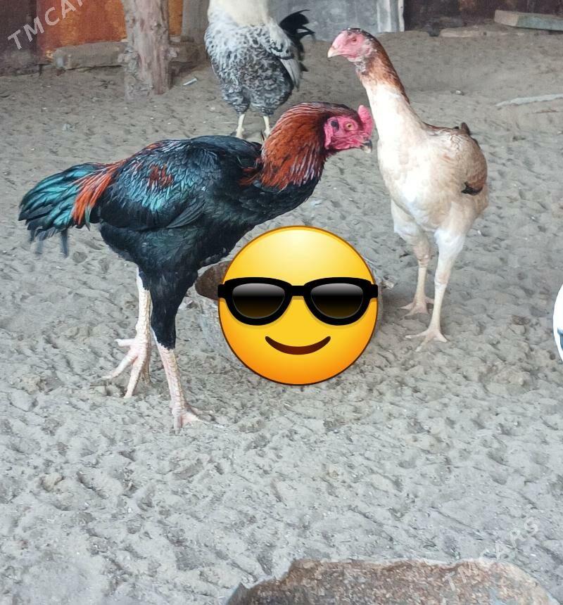 Baýsok - Джебел - img 3