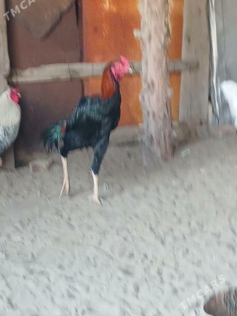 Baýsok - Джебел - img 2