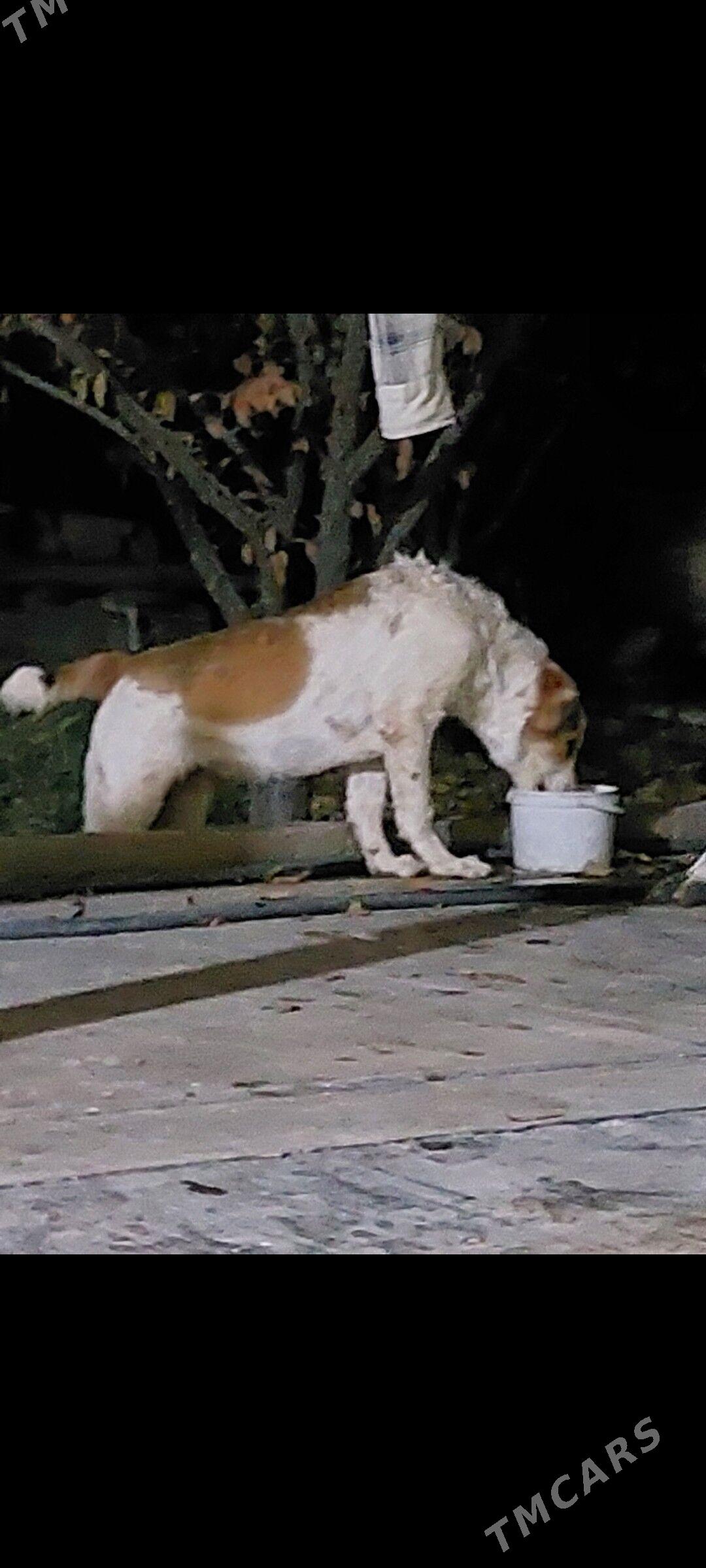 it - Aşgabat - img 3