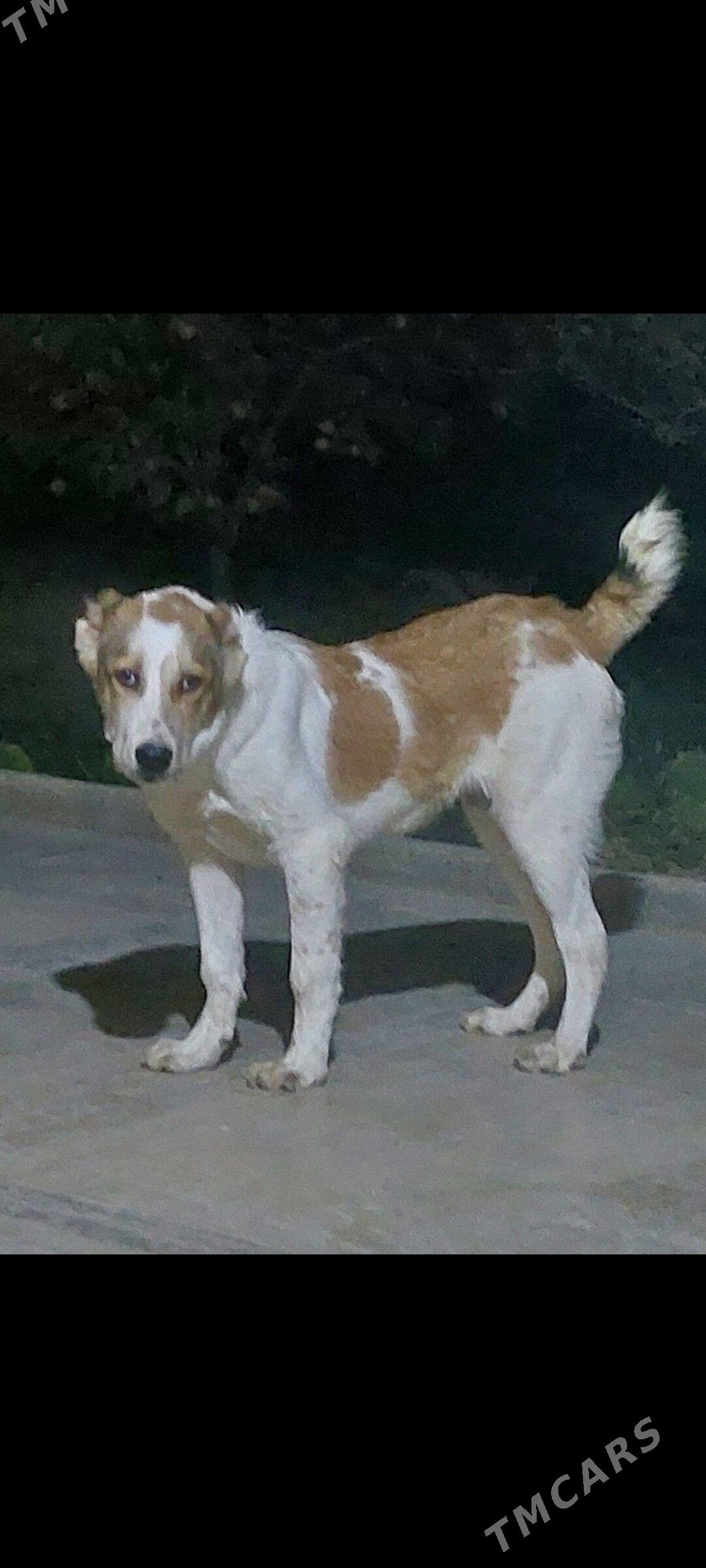 it - Aşgabat - img 1