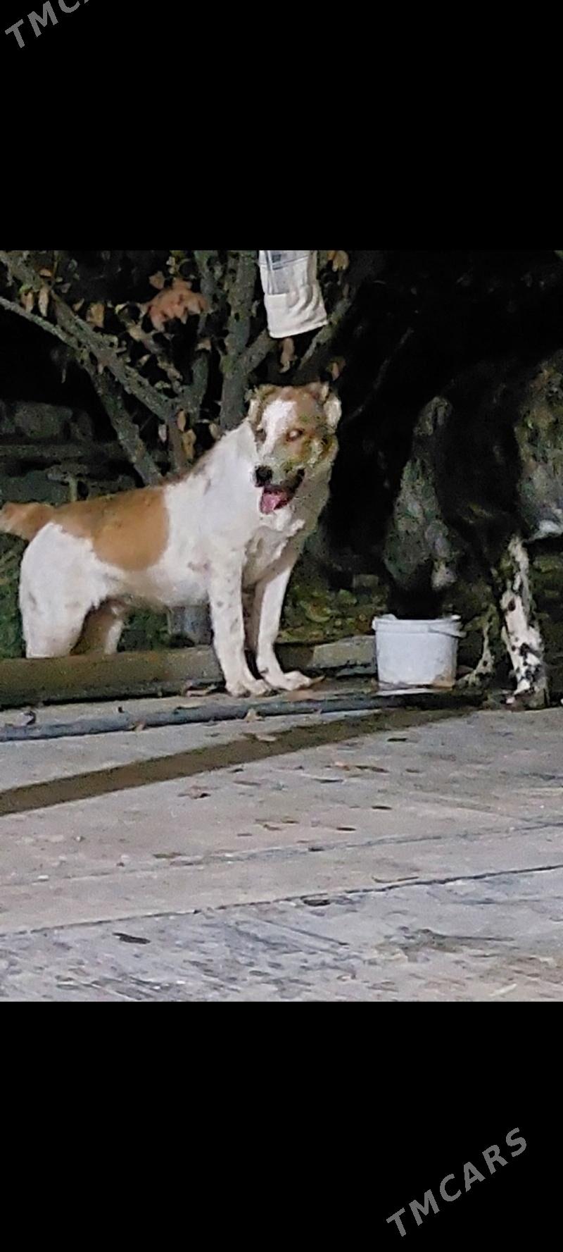 it - Aşgabat - img 2