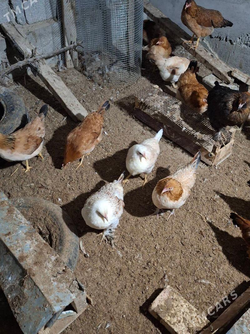 Towuk - Гёкдепе - img 1