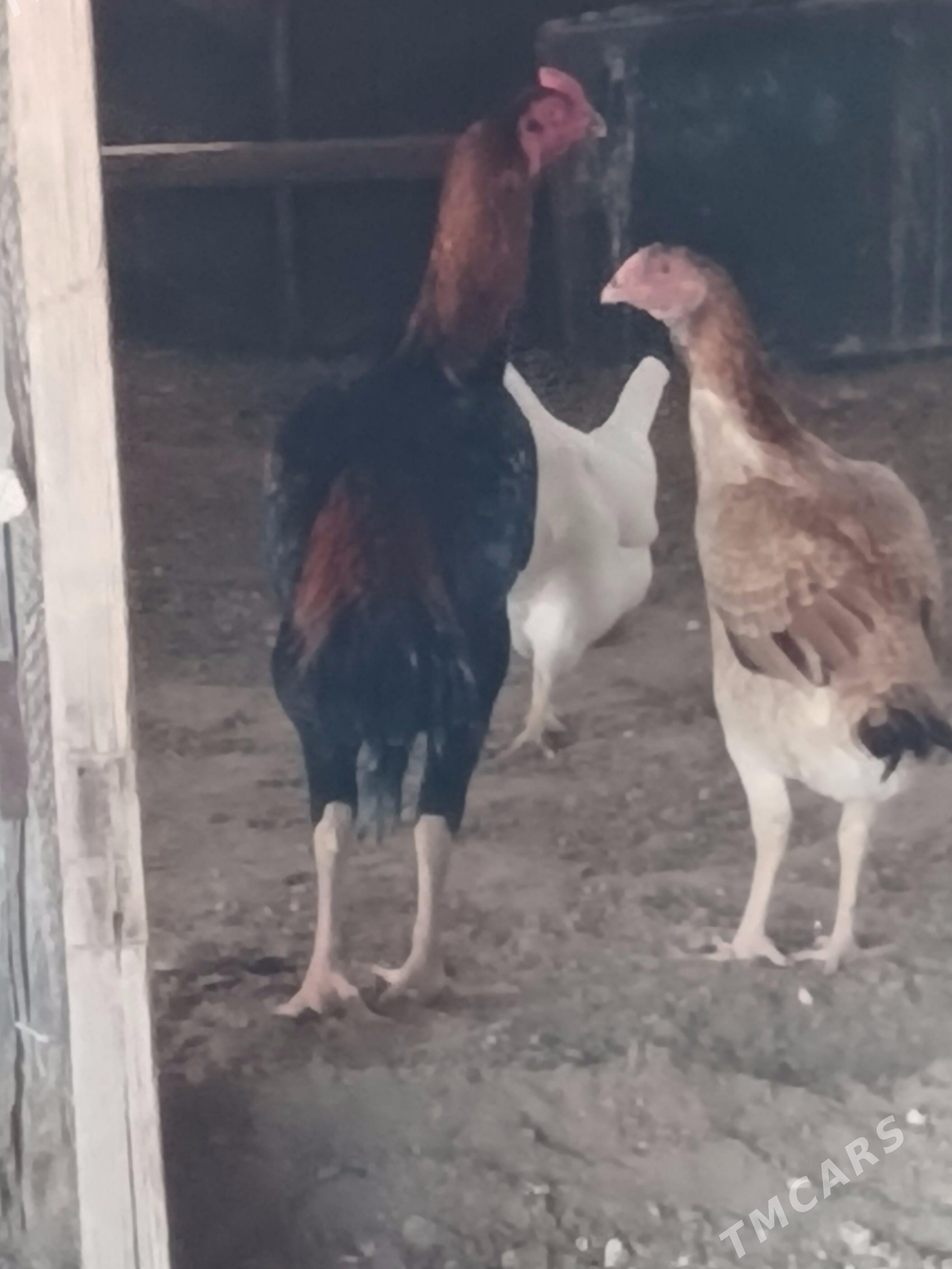 Baýsok - Джебел - img 4