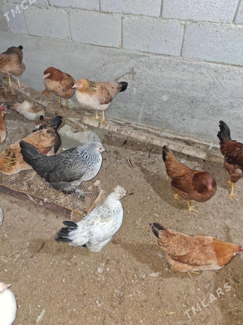 Towuk - Гёкдепе - img 4