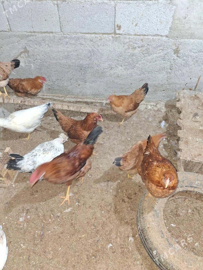 Towuk - Гёкдепе - img 3