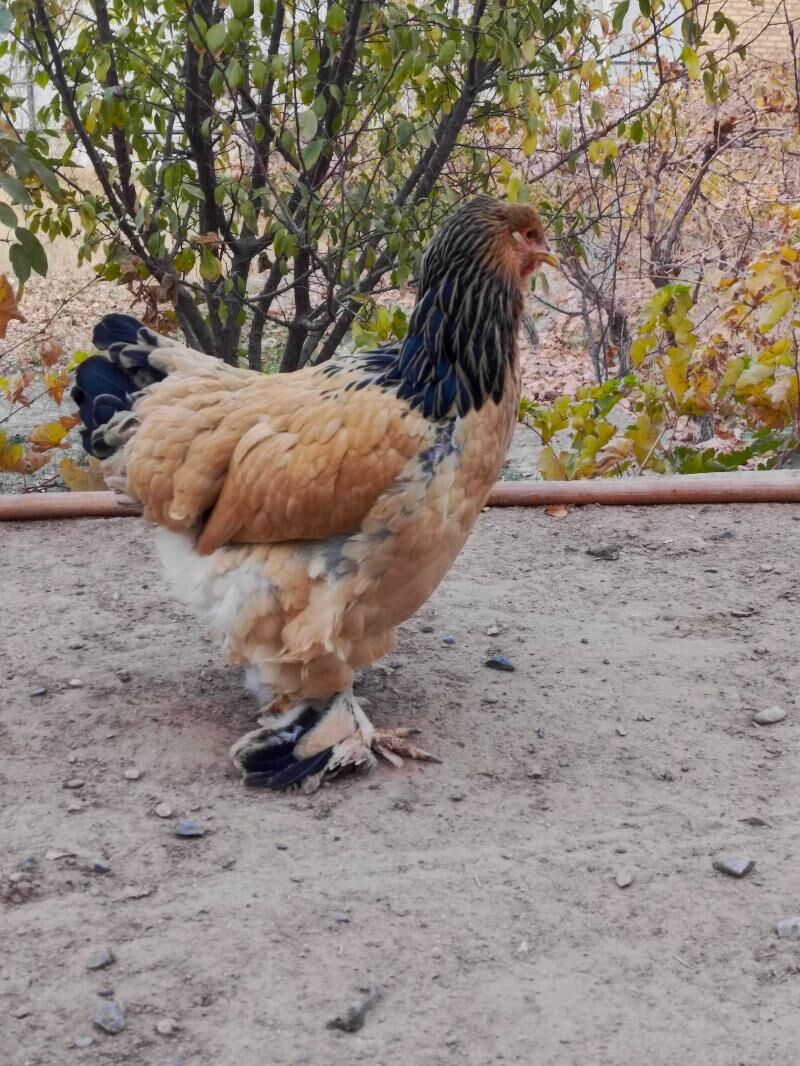 Brama horaz we towuk - Мары - img 5