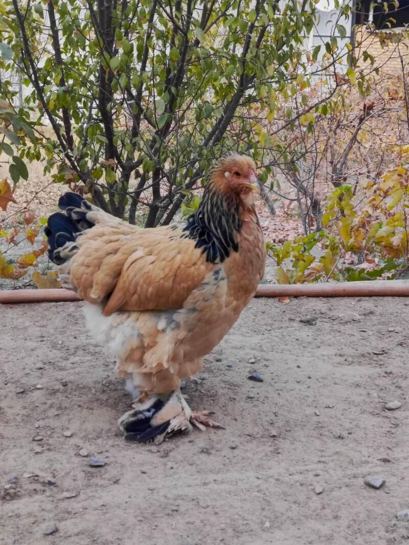 Brama horaz we towuk - Мары - img 4