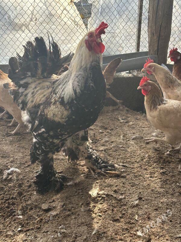 horaz - Aşgabat - img 4