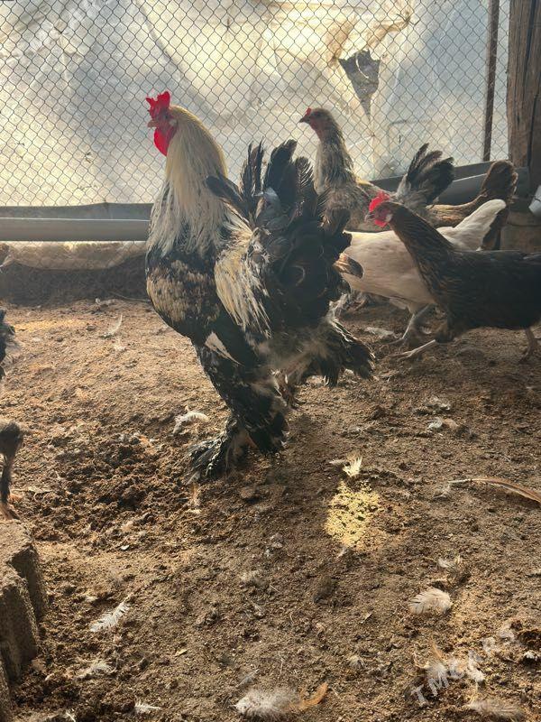 horaz - Aşgabat - img 2