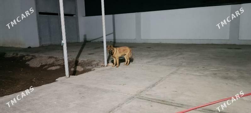 Linda. Atassa Belgiýskaýa awça - Daşoguz - img 2