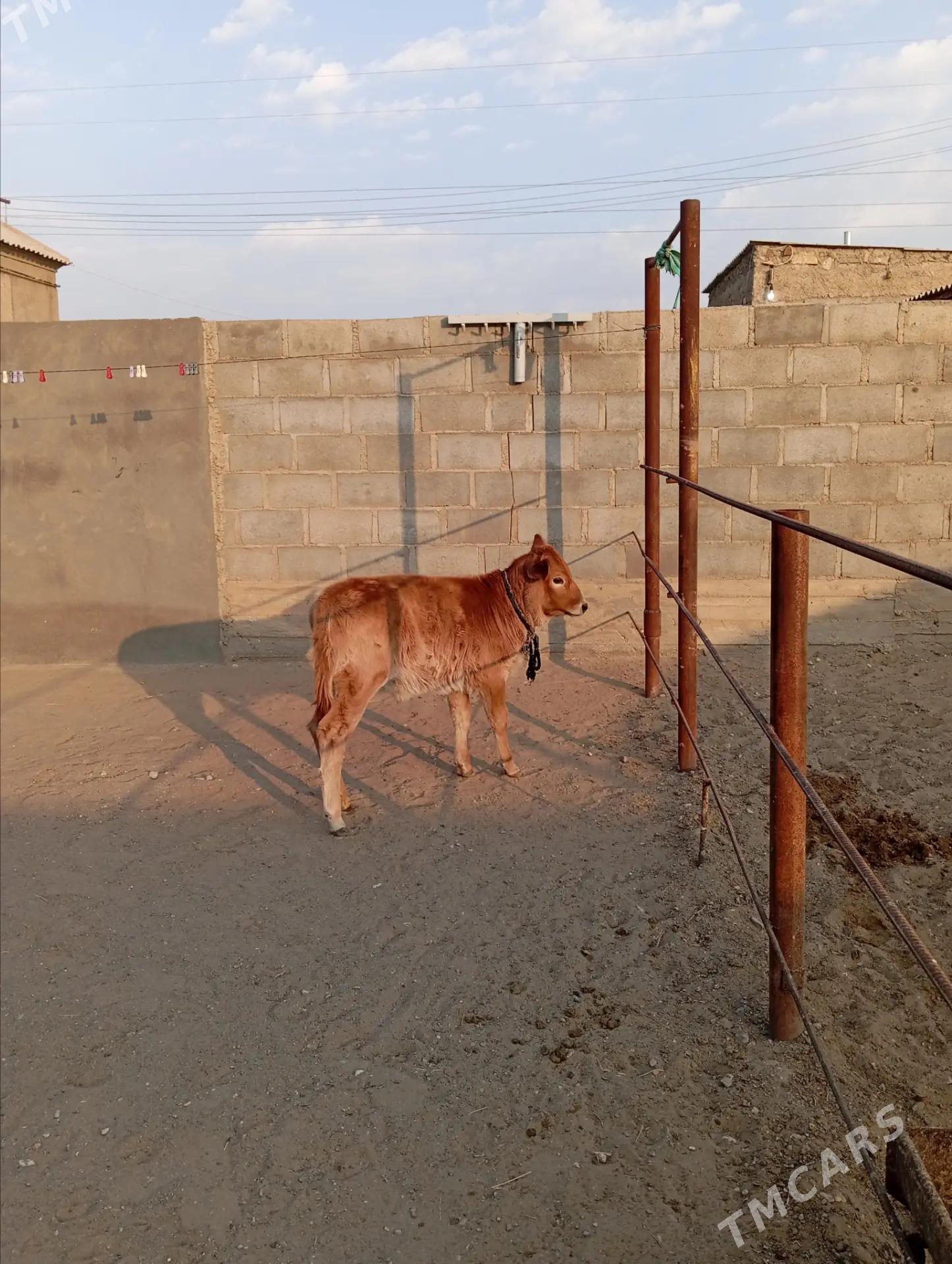 Goleli sygyr - Берекет - img 3