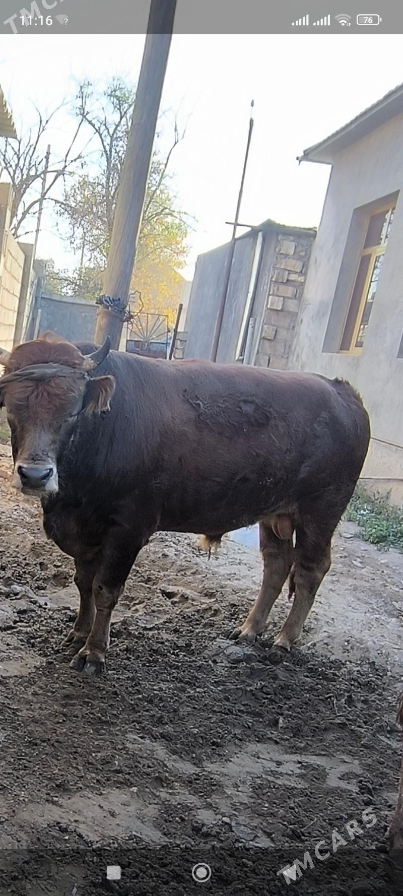 semiz okuz - Balkanabat - img 1